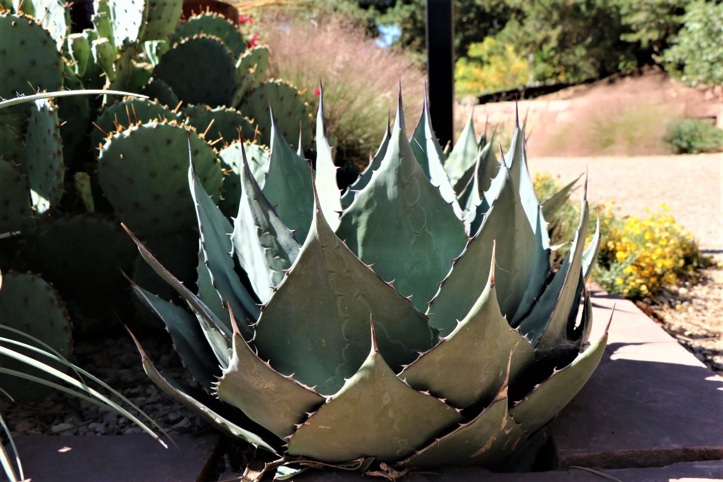 Havard's Century Plant